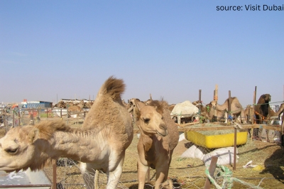 The Camel Market (Souq al Mawashi)