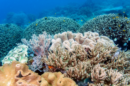 Bunaken Marine National Park