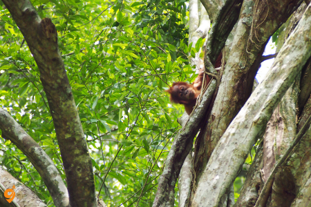 Gunung Leuser National Park