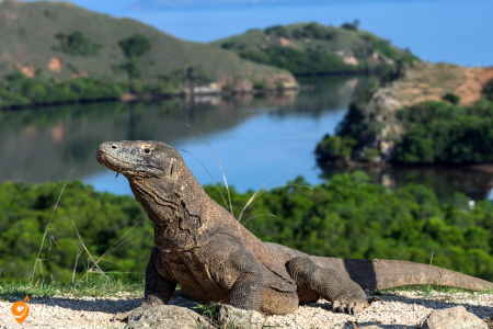Komodo National Park