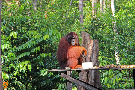 Tanjung Puting National Park