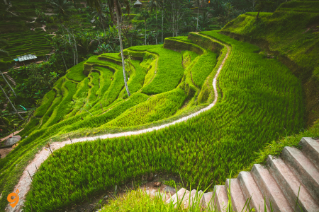 Tegalalang Rice Terrace