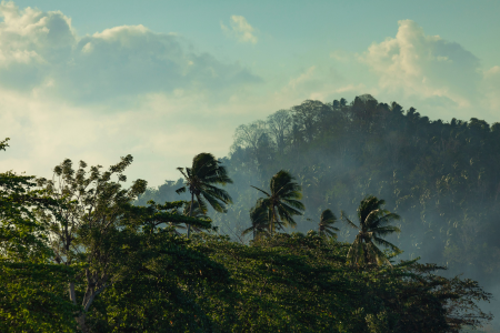 tangkoko national reserve, indonesia