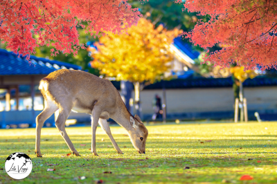 Nara Park and Its Treasures