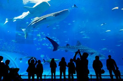 Dubai Aquarium