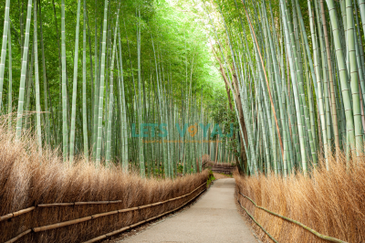 Arashiyama Bamboo Grove and Surrounding Area