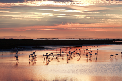 The Camargue