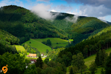 The Black Forest