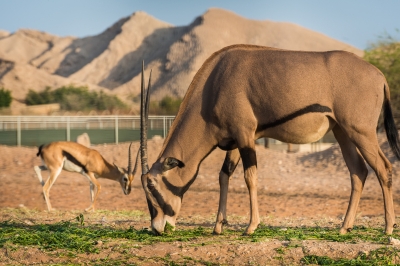 Al Ain Zoo