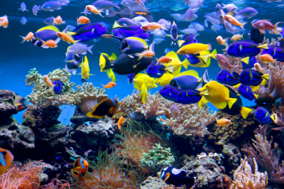 Sharjah Aquarium